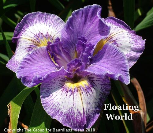 Floating World (2)